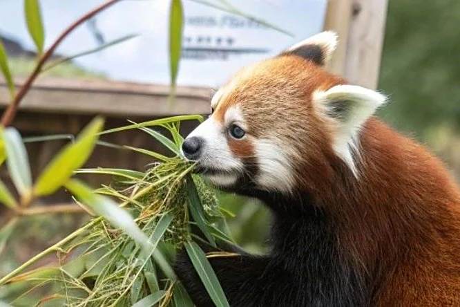 登上生图排行榜第一的red_panda，是家创业公司，不是国产模型