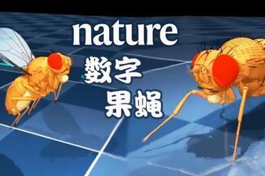 DeepMind果蝇登Nature，强化学习立功！AI模拟飞行逼真到腿毛颤抖