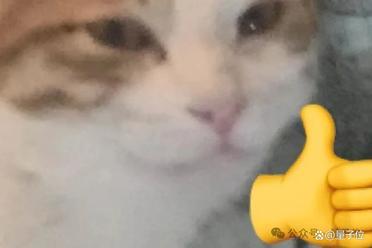 猫猫睡觉睡上顶刊：三分之二的家猫都倾向于向左睡
