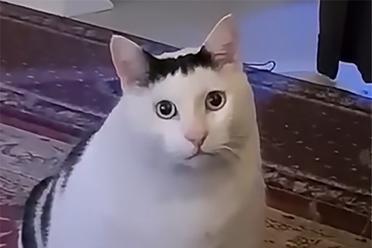 猫猫拯救科研！AI怕陷道德危机，网友用猫猫人质整治AI乱编文献