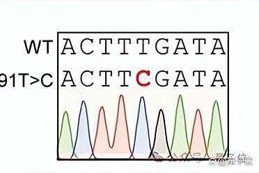 科学家首次实现修正线粒体DNA突变，治愈不治之症打开新大门