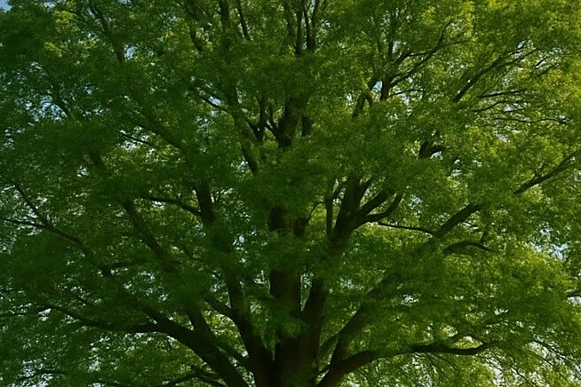NIPS 2025 Spotlight｜港大提出TreeSynth方法，一句话生成百万规模数据集
