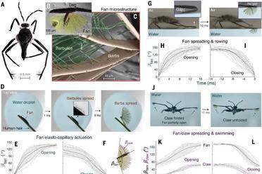 Science重磅：1毫克机器人偷师水虫，伯克利等破解毫秒变形密码