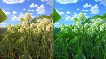 谷歌AI模型在伪造手机拍照方面变得异常精准