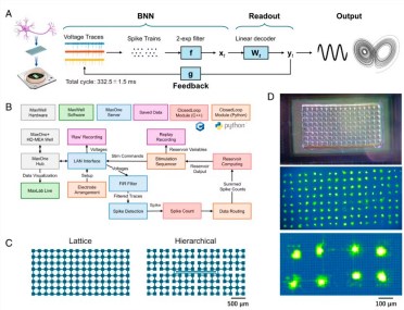 日本科学家成功训练大鼠神经元，实现实时 AI 计算任务