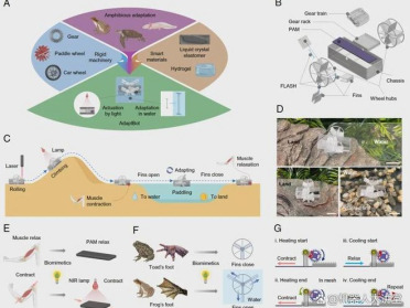PNAS：这种软体机器人会“遇水变形”，游泳速度暴涨780%，还能滚动、爬坡、拉重物