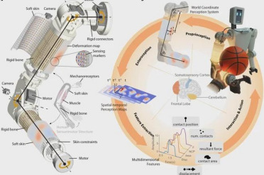 让机器人也能“感同身受”：香港科技大学Nature Sensors提出类人全手臂触觉感知与决策方法