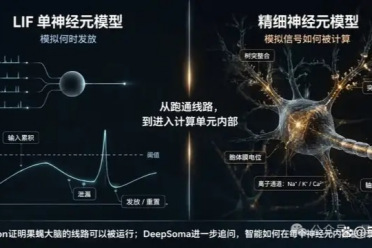 Eon用LIF“上传”果蝇脑，中国团队直接上精细神经元、真实世界和跨身体平台？