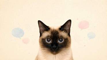 猫在说什么，AI知道吗？